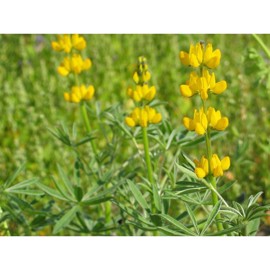 Gul Lupin 2 kg